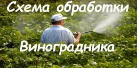 Kako liječiti grožđe u junu od bolesti i štetočina: prskanje i sredstva za zaštitu